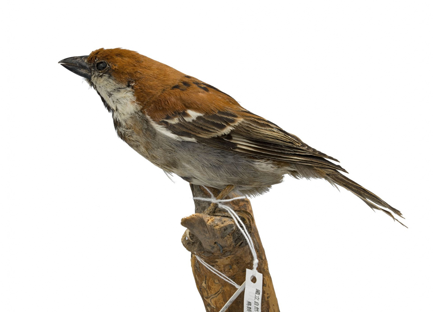 The Sudden Endangerment of the Russet Sparrow: A Rare Specimen :: 館藏故事 ...