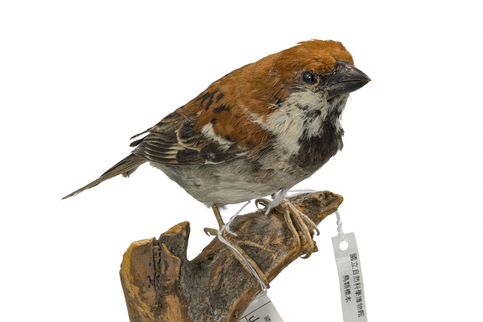 The Sudden Endangerment of the Russet Sparrow: A Rare Specimen