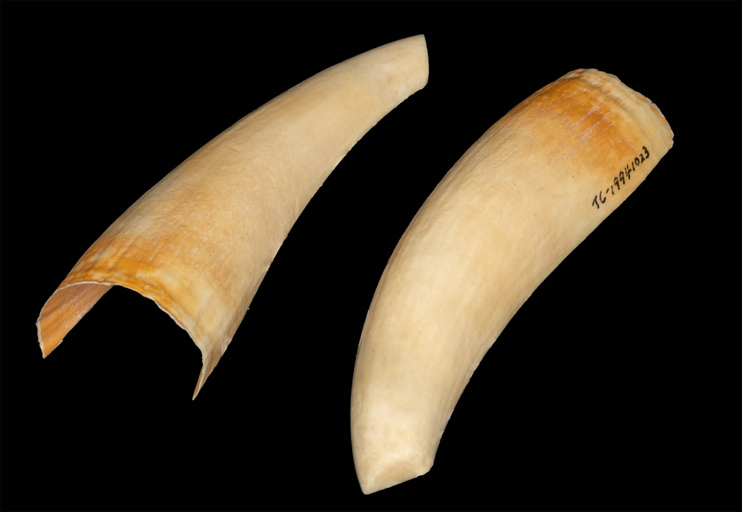 抹香鯨牙齒Sperm whale tooth :: 館藏詳細資訊:: 數位典藏系統Digital